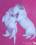 Clumber Spaniel Welpen 2. Woche