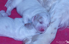 Clumber Spaniel Welpen 2. Woche