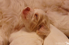 Clumber Spaniel Welpen 3. Woche