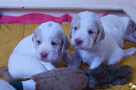 Clumber Spaniel Welpen 3 Wochen spielend