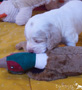 Clumber Spaniel Welpen 3 Wochen spielend