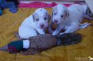 Clumber Spaniel Welpen 3 Wochen spielend