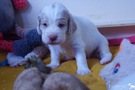 Clumber Spaniel Welpen 3 Wochen spielend