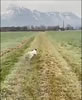 Video Spaniel