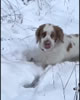 Clumber Spaniel Video