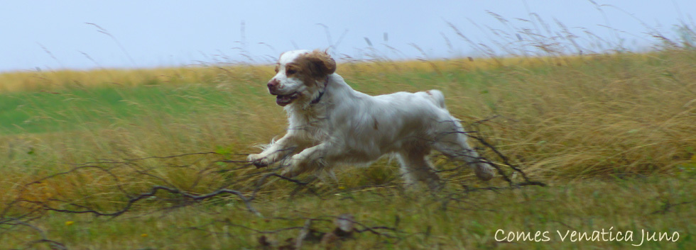 Clumber Spaniel Juno