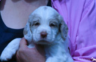 Clumber Spaniel erster Ausflug in den Garten