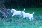 Spaniel Welpen im Garten