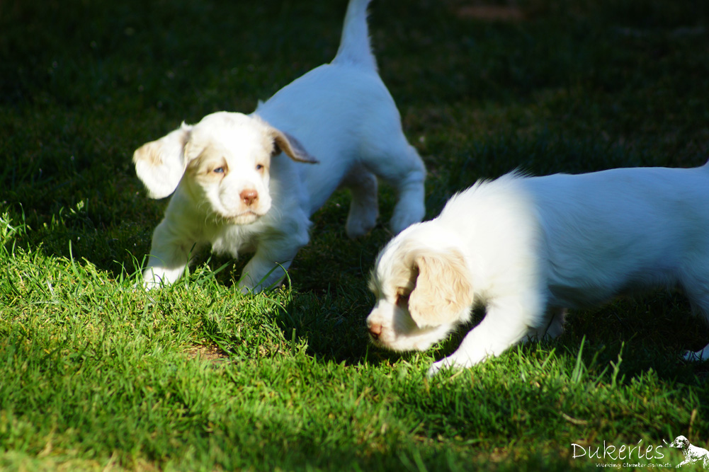 Clumber Spaniel Welpe Juno 5 Wochen