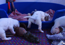 Clumber Spaniel Welpe 4 Wochen mit Kuscheltier