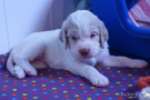 Clumber Spaniel mit Kuscheltier