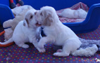 Clumber Spaniel Welpe 4 Wochen mit Kuscheltier