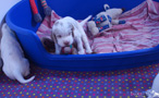 Clumber Spaniel Welpe mit Kuscheltier