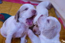 Clumber Spaniel Welpe 4 Wochen