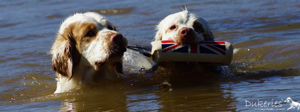 Dukeries' Clumber Spaniel - Velvet (with Sparkle) loves her maternal role