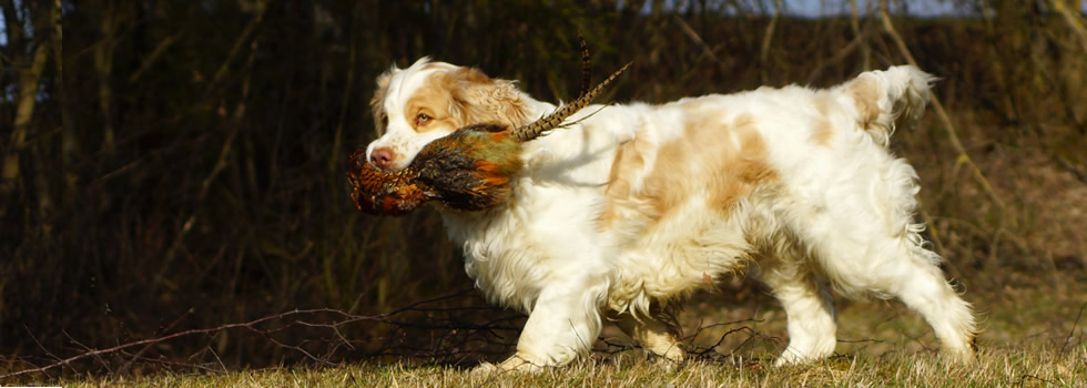 Dukeries' Clumber Spaniel - Quintus