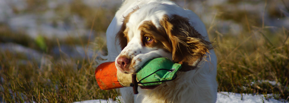 Dukeries' Clumber Spaniel - Velvet