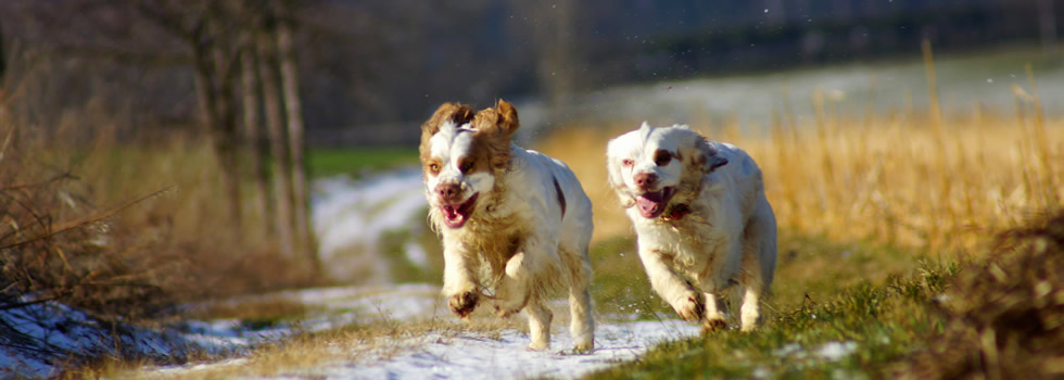 Aven & Sparkle - Dukeries' Clumber Spaniel