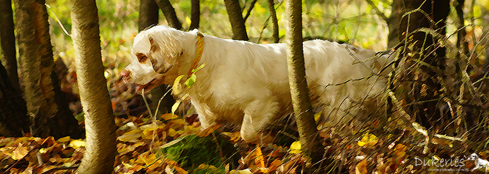 Dukeries' Clumber Spaniel Dummy