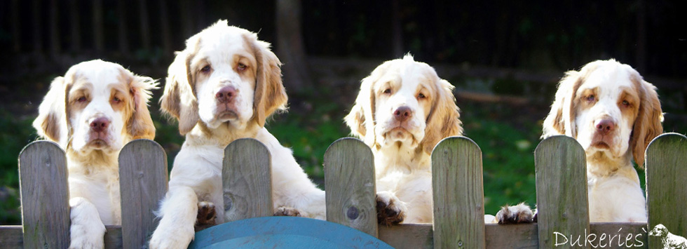 Dukeries' Clumber Spaniels