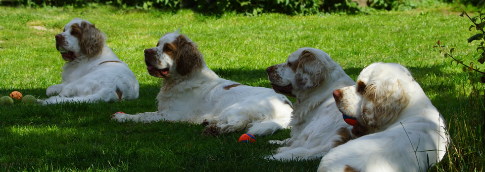 Dukeries' Clumber Spaniel